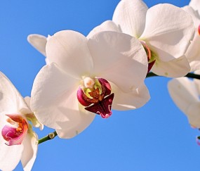 西安正规助孕捐卵机构，附正规捐卵机构报名表！